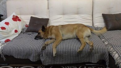 Неизвестный в Корабельном районе застрелил двух собак – полиция ищет стрелка | Корабелов.ИНФО