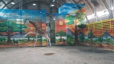Появилось видео танцующего жирафа Нуру в Николаевском зоопарке | Корабелов.ИНФО
