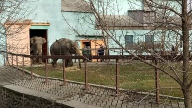 Слоны в николаевском зоопарке вышли на свою первую прогулку (видео) | Корабелов.ИНФО