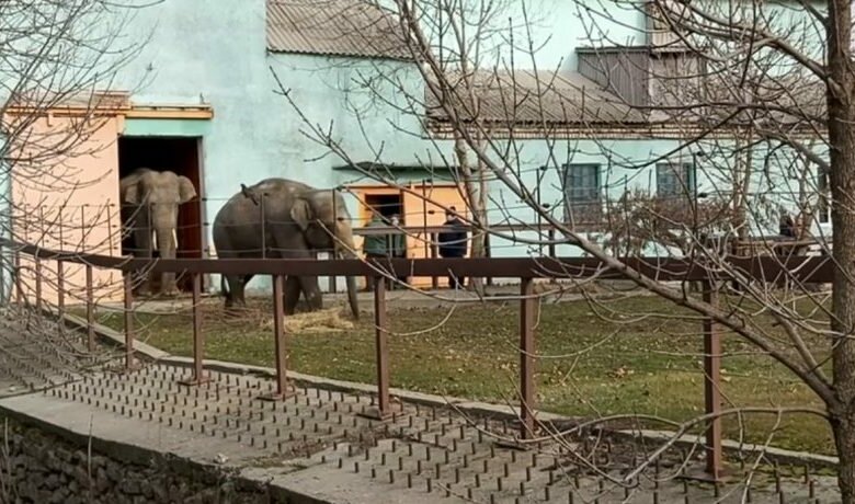 Слоны в николаевском зоопарке вышли на свою первую прогулку (видео) | Корабелов.ИНФО