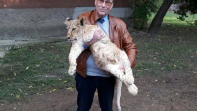 В Николаевском зоопарке не знают, куда девать новорожденных львят и тигрят | Корабелов.ИНФО