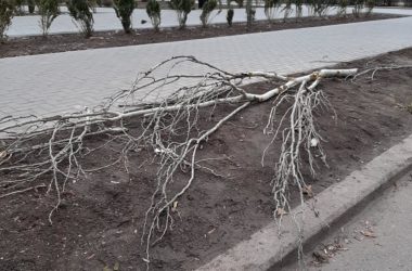 В отреставрированном сквере Николаева орудовали вандалы: Ломали кусты и урны | Корабелов.ИНФО image 3