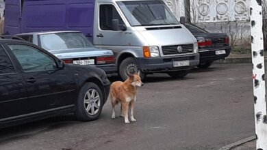 «Этот пёс постоянно кидается на детей и взрослых», - в Корабельном районе на женщину напала собака | Корабелов.ИНФО image 3