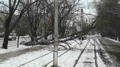 Упавшее на провода дерево заблокировало движение трамваев в Широкую Балку | Корабелов.ИНФО