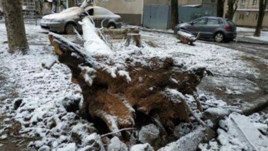 Из-за непогоды в Николаеве "массово" падают деревья, в том числе на дома и здания больницы. Одно из них разбило автомобиль (Фото) | Корабелов.ИНФО image 1