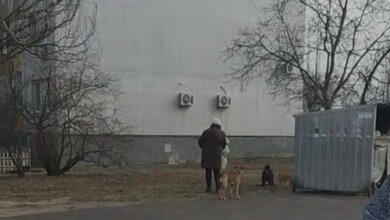 «Может, не нужно ждать, пока они кинутся на ребенка?!», - жительница Корабельного района о стае собак, обитающей возле детсада | Корабелов.ИНФО