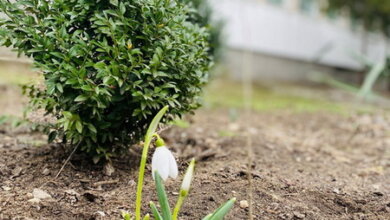 подснежники на территории Николаевской школы №1