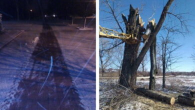 19 дерев було повалено в Корабельному районі внаслідок негоди 6 лютого. Райадміністрація звітувала про їх прибирання та посипання доріг | Корабелов.ИНФО