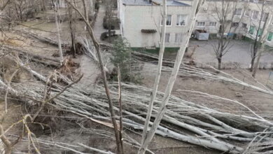 Больше всего деревьев от урагана попадало в Корабельном районе | Корабелов.ИНФО