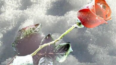 Період високих температур закінчується: миколаївцям обіцяють інтенсивне похолодання найближчими днями | Корабелов.ИНФО