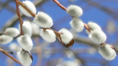 В марте в Украине ожидаются морозы до -17 | Корабелов.ИНФО