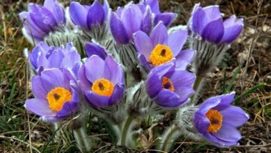 Осадков не ожидается: на выходные в Николаевской области воздух прогреется до +17° | Корабелов.ИНФО