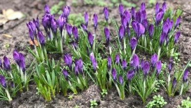 На вихідні у Миколаєві ночами будуть заморозки | Корабелов.ИНФО