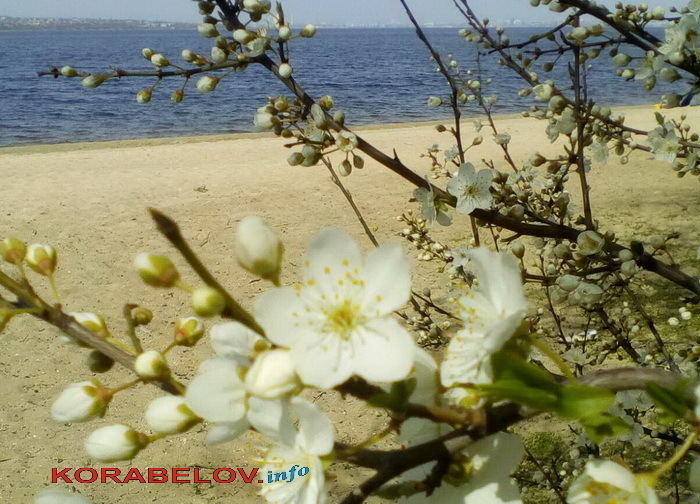 цветущее дерево у пляжа "Чайка", весна
