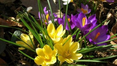 Ди-джеям, СБУ, работникам ЖКХ и, конечно, всем женщинам... Март подарит много праздников | Корабелов.ИНФО