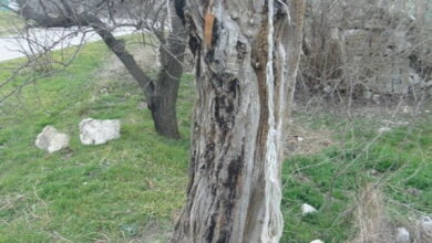 "На веревке даже нет петли": николаевская полиция - о подробностях "повешения" 9-летнего мальчика | Корабелов.ИНФО