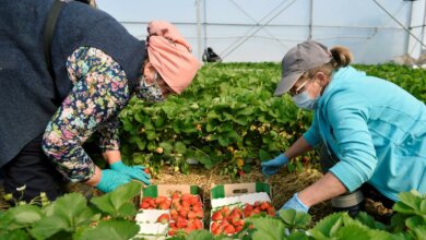 Польша готовится организовать чартерные рейсы для украинских заробитчан | Корабелов.ИНФО