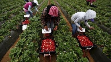 Не справляются с посевной: чартер с украинцами отправился в Финляндию (видео) | Корабелов.ИНФО