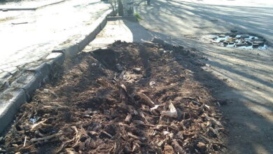 "Можно доделать?", - жительница Корабельного района просит убрать с дороги перед остановкой остатки пня | Корабелов.ИНФО image 1