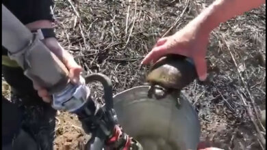 Пожарные Корабельного района спасли черепаху, которую нашли в горящем сухостое (видео) | Корабелов.ИНФО