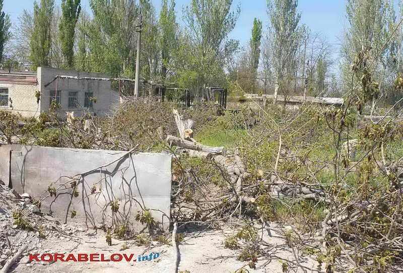 снос деревьев на территории горбольницы №5, 2020 г.