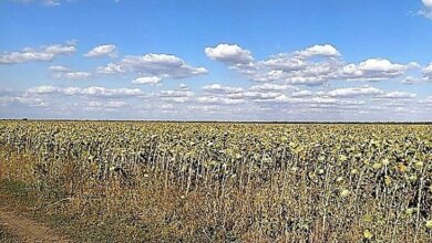 Фермер, самовольно засеявший землю на Витовщине, выплатил 600 тысяч ущерба и 2,6 млн грн налогов | Корабелов.ИНФО