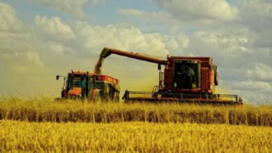 Минэкономики прогнозирует, что урожай зерна в Украине из-за засухи и COVID-19 сократится на 20% | Корабелов.ИНФО