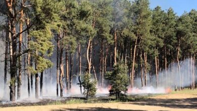 Поджоги: в Корабельном и Витовском районах горел лес | Корабелов.ИНФО
