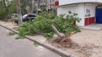 В Корабельном районе из-за ветра три дерева упали на детскую площадку | Корабелов.ИНФО image 3