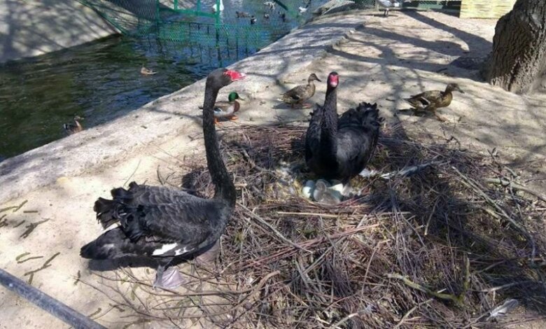 В Николаевском зоопарке у пары черных лебедей вылупился первый птенец (видео) | Корабелов.ИНФО
