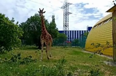 В Николаевском зоопарке жираф Логан вышел на прогулку во внешний вольер (видео) | Корабелов.ИНФО