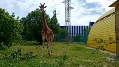 В Николаевском зоопарке жираф Логан вышел на прогулку во внешний вольер (видео) | Корабелов.ИНФО