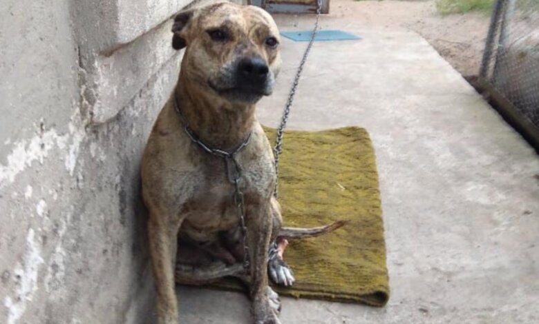В Украине на аукционах продают собак, изъятых из-за долгов | Корабелов.ИНФО