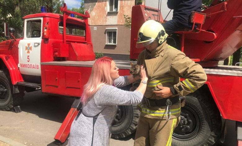 После звонка Президенту две "пожарки" приехали снимать с тополя котенка в Корабельном районе (Видео) | Корабелов.ИНФО
