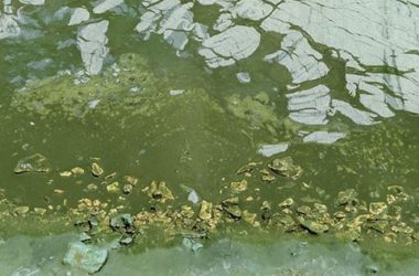 "Зеленая вонючая жижа добралась до Николаева", - горожане возмущены загрязнением реки | Корабелов.ИНФО image 4