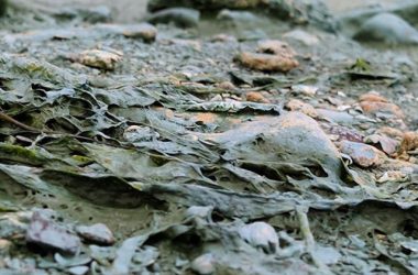 "Зеленая вонючая жижа добралась до Николаева", - горожане возмущены загрязнением реки | Корабелов.ИНФО image 8