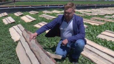 В Галицыново работает единственная в регионе улиточная ферма (видео) | Корабелов.ИНФО