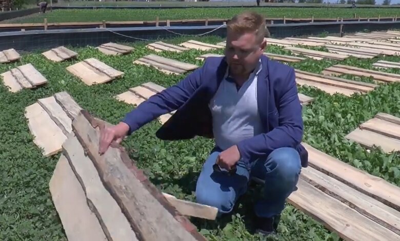 В Галицыново работает единственная в регионе улиточная ферма (видео) | Корабелов.ИНФО