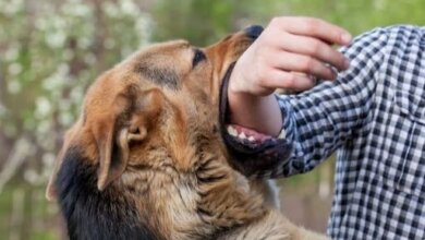 "Вакцины нет": в Николаеве на остановке бездомная собака укусила девочку и мужчину | Корабелов.ИНФО