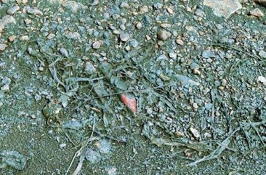 "Зеленая вонючая жижа добралась до Николаева", - горожане возмущены загрязнением реки | Корабелов.ИНФО image 3