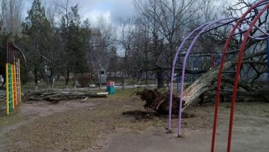 "Займитесь наконец работой!": больше года в Корабельном не могут организовать снос аварийных деревьев в детсаду | Корабелов.ИНФО