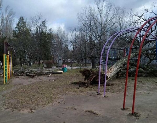 "Займитесь наконец работой!": больше года в Корабельном не могут организовать снос аварийных деревьев в детсаду | Корабелов.ИНФО