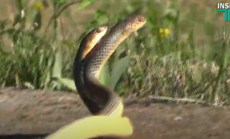 На Николаевских дачах змеи устроили брачные танцы. Уникальные кадры (ВИДЕО) | Корабелов.ИНФО