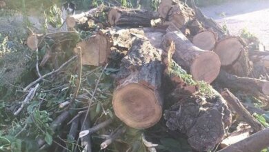 Экологи оценили ущерб от незаконного спила деревьев в Корабельном по указке райадминистрации | Корабелов.ИНФО image 3