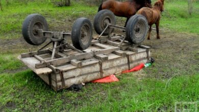 На Николаевщине дети выпали из повозки: погибла 2-летняя девочка | Корабелов.ИНФО