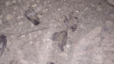 "Сотни дохлых голубей": жители многоэтажки в Корабельном жалуются на вонь и бездействие ЖЭКа | Корабелов.ИНФО