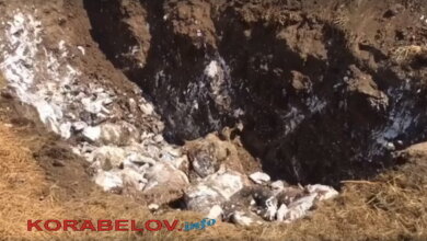 "Еще не вывозят": жители Галицыново продолжают страдать от трупного запаха, идущего с фермы (Видео) | Корабелов.ИНФО