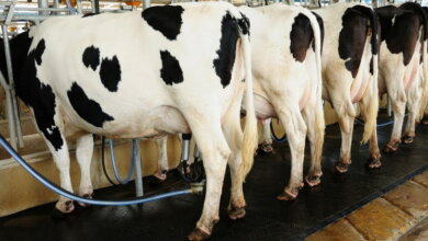 Николаевские коровы дают больше всего молока, - Госстат | Корабелов.ИНФО