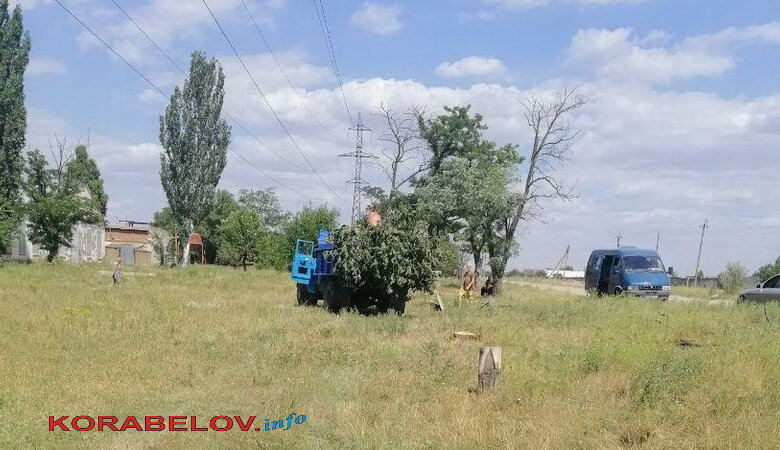 Райадминистрация уничтожает сквер в Корабельном без документов на спил деревьев (Видео) | Корабелов.ИНФО image 9