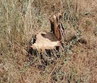 В Николаеве администрация уничтожает сквер в Корабельном районе без разрешения на спил деревьев, а чиновники устраивают "разборки" с местными жителями - СМИ (ФОТО и ВИДЕО 18+) 6